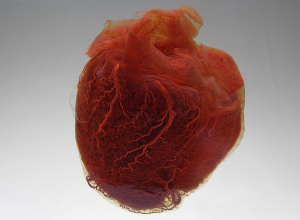 20 познавательных фактов о человеческом сердце: