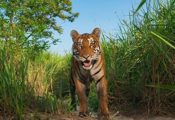 Тигр из национального парка Казиранга, Индия.