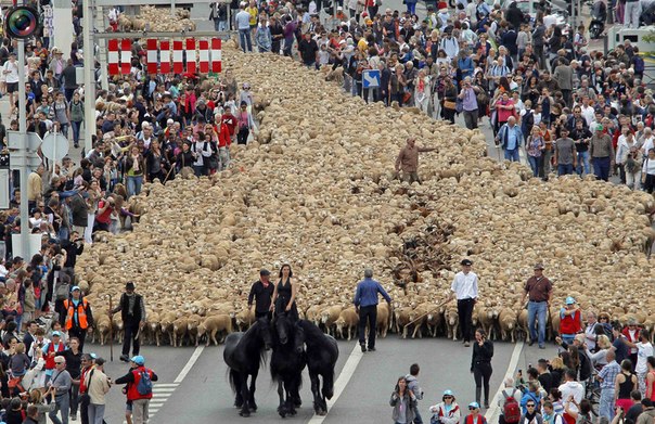 Женщина верхом на коне ведёт стадо овец во время демонстрации отгонного животноводства на празднике в честь избрания Марселя культурной столицей Европы в 2013 году в Марселе, Франция.