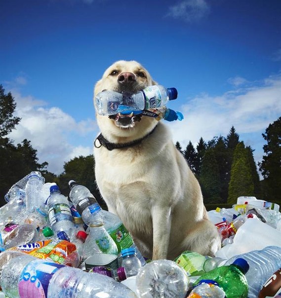 Лабрадор по кличке Табби Сандры Гилмор из Великобритании за последние шесть лет помог сдать в переработку около 26 000 пластиковых бутылок. Пес собирает бутылки во время ежедневных прогулок, сминая и отдавая их хозяйке. 