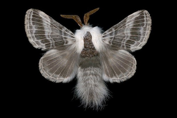 Красивые, экзотически выглядящие виды мотыльков Оттавы 