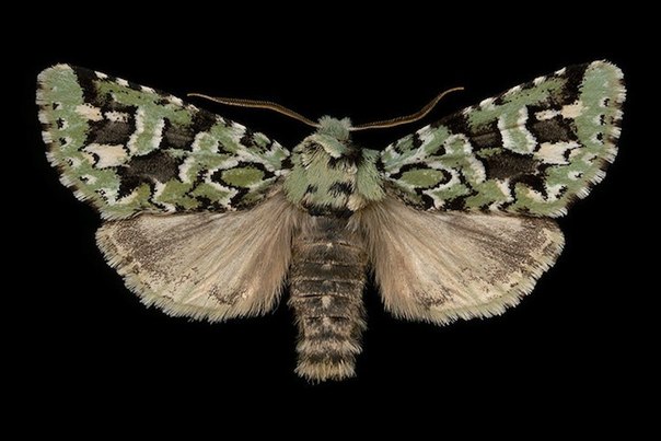 Красивые, экзотически выглядящие виды мотыльков Оттавы 