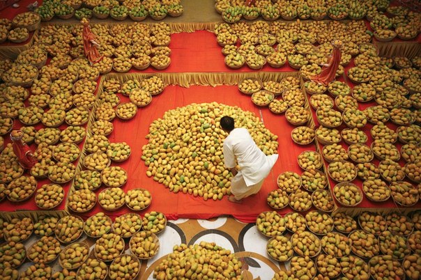 Индусский священнослужитель раскладывает манго в храме на фестивале манго в Ахмадабаде на западе Индии.