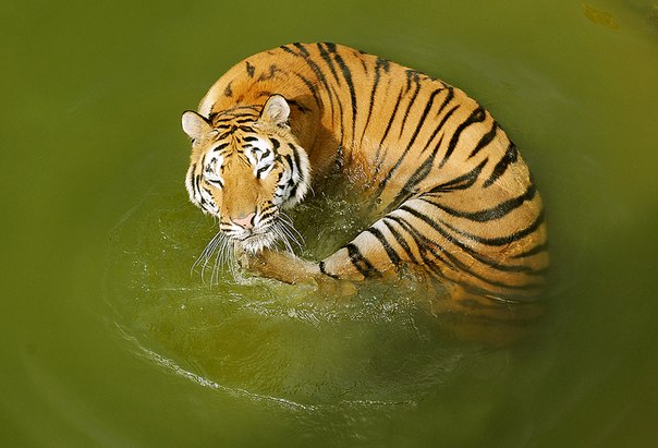 Тигр спасается от летнего зноя в зоопарке города Хэфэй, китайская провинция Аньхой.