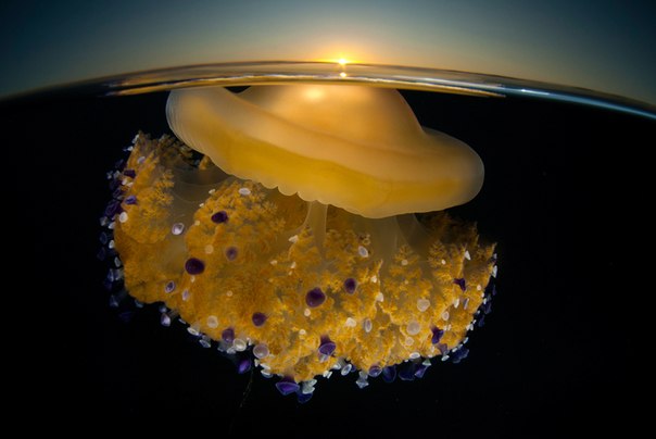 Медуза поднялась к поверхности воды, как будто пытаясь ухватиться щупальцами за первые лучи солнца. Прибрежная лагуна Маар Менор, провинция Мурсия, Испания.