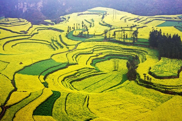 Территория Люопинг находится в префектуре Куджинг, Китай. Место известно своими красивыми пейзажами весной, когда в полной мере расцветают поля из рапса, и горы окружены ярко-желтым цветочным морем.