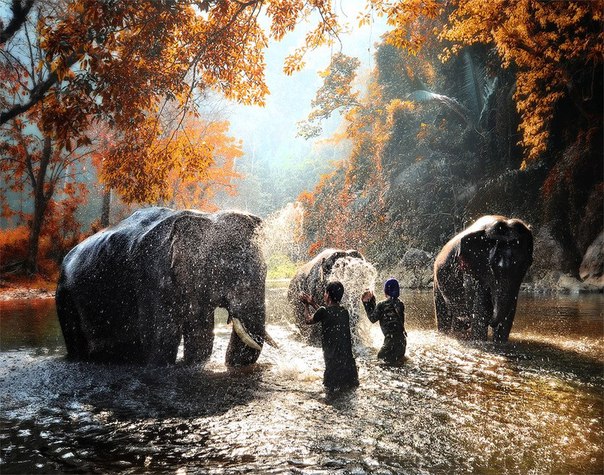 Купание слонов, Индия.