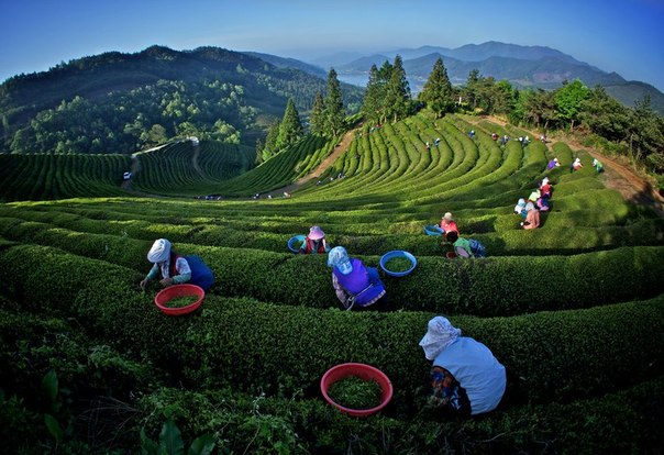 Сбор чая на плантациях в Китае.