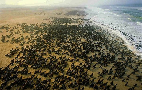 Колония тюленей в сезон размножения в Намибии.