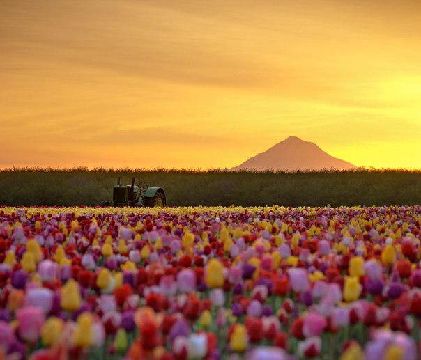 Тюльпановые поля в штате Орегон, США.