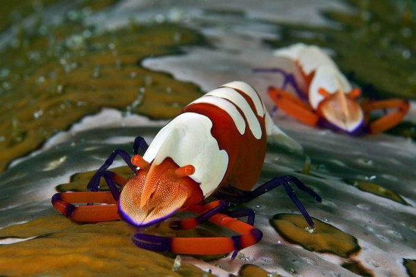 Императорская креветка в водах Амбон, Индонезия.