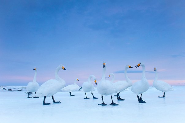 Лебеди-кликуны на рассвете в Хоккайдо, Япония. 