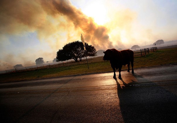 Бык, спасающийся от бушующего огня в штате Техас. 