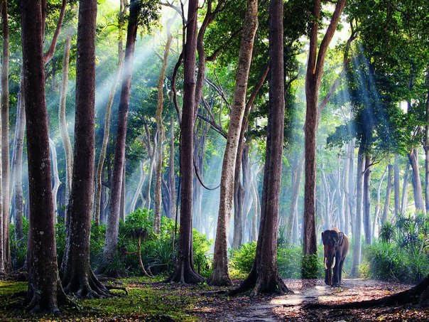 Под залитыми утренним солнцем деревьями в тропическом лесу на острове Хавелок индийский слон Раджан кажется совсем небольшим. Он совершает свою ежедневную прогулку, отдыхая от переноски бревен. 