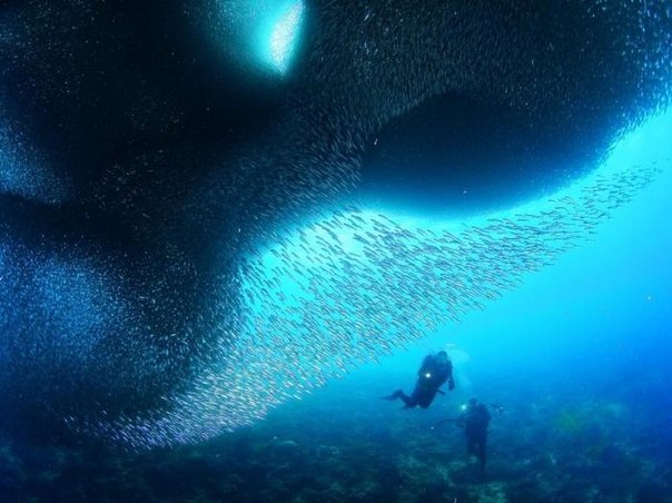 Пять миллионов тихоокеанских сардин устроили сумасшедшие танцы под водой. Воронка высотой 30 метров перемещается вдоль побережья Филиппин, привлекая любопытных дайверов.