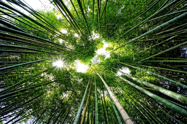 Лето в бамбуковом лесу...