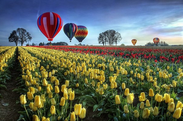 Воздушные шары над полем тюльпанов...