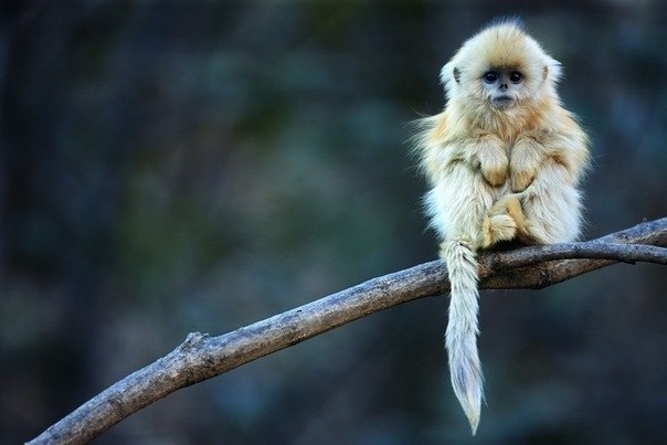 Детеныш курносой китайской обезьяны.