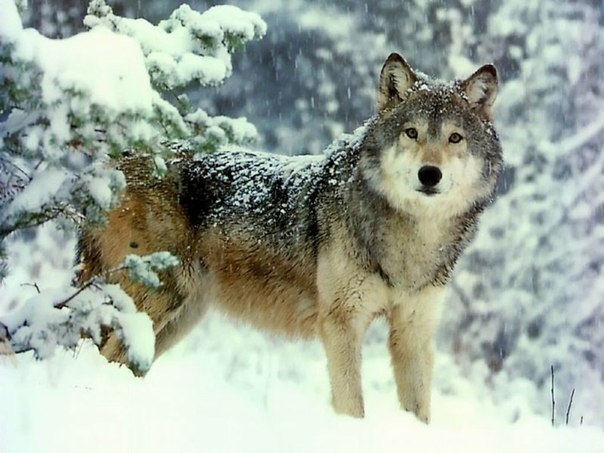 Предлагаем вашему вниманию подборку интересных фактов о волках.