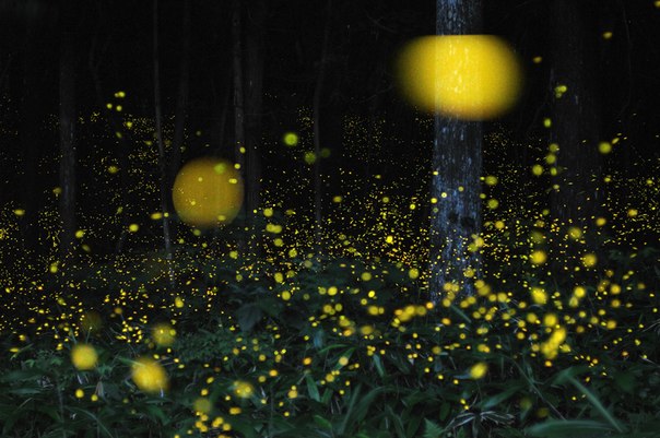 Удивительные фотографии Золотых Светлячков в Японии.