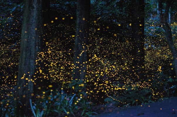 Удивительные фотографии Золотых Светлячков в Японии.