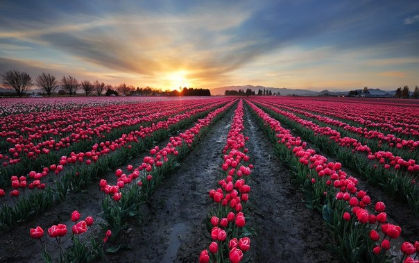 Предзакатные поля тюльпанов, Нидерланды.