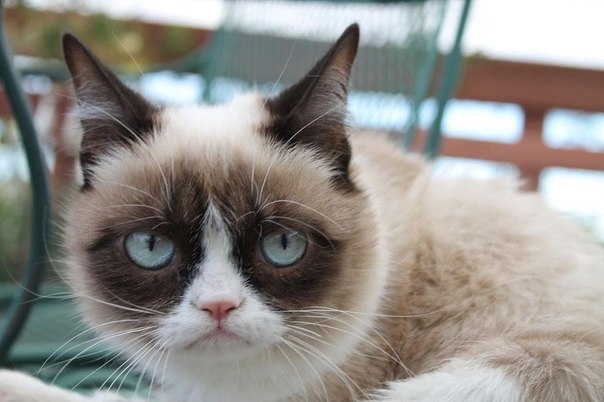Про кошку Тардар, более известную как Grumpy Cat, в июле этого года выйдет книга. Похоже, что ни саму героиню Интернета, ни ее брата Поки эта новость не радует. Впрочем, их вообще ничего не радует.
