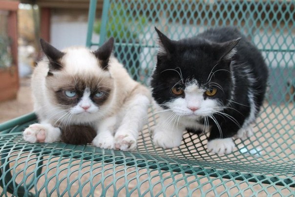 Про кошку Тардар, более известную как Grumpy Cat, в июле этого года выйдет книга. Похоже, что ни саму героиню Интернета, ни ее брата Поки эта новость не радует. Впрочем, их вообще ничего не радует.