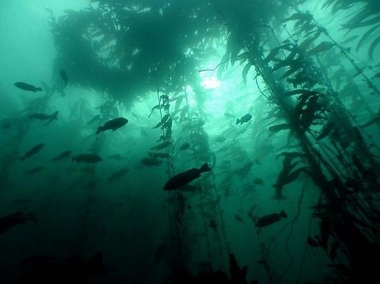 Наряду с многими обычными лесами на нашей планете существуют еще и подводные леса. Вот только вместо деревьев в них растут различные огромные водоросли. 