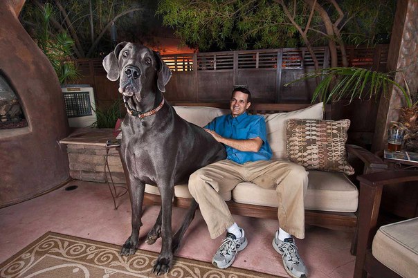 Весом более 110 килограмм и высотой в 1 метр 10 сантиметров, собака по имени Гигантский Джордж попала в Книгу Рекордов Гинесса, как самая высокая из собак. Стоя на задних ногах, пес достигает в высоту почти 2,5 метров!