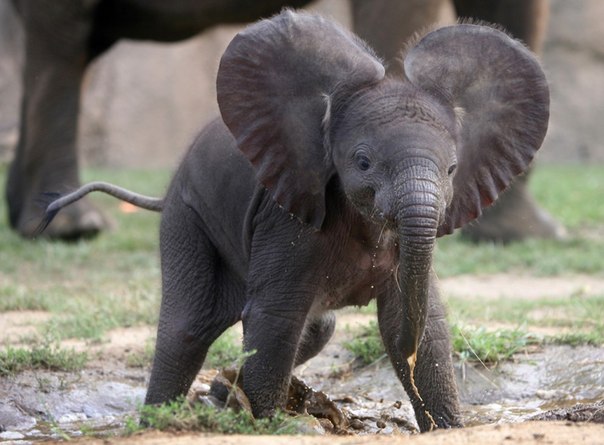 Слоненок, который родился в зоопарке «Indianapolis Zoo» , играет в своем вольере в Индианаполисе, штат Индиана. 