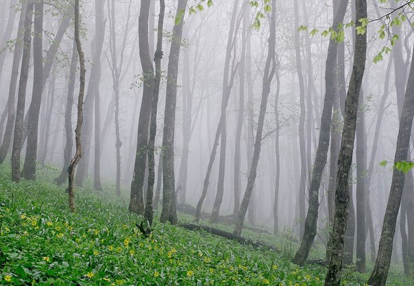 «Запах весны». Черноморское побережье, конец мая, туман.
