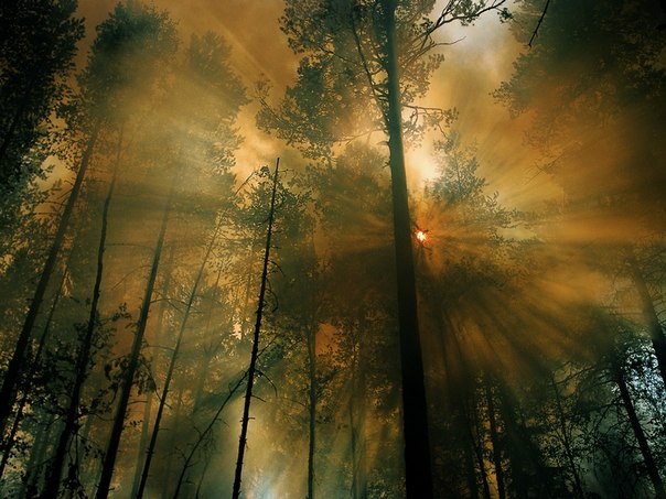 Лесной пожар, Сибирь.