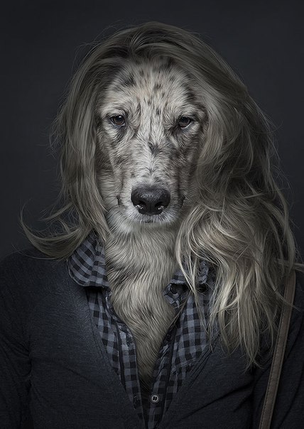 Швейцарский фотограф и дизайнер Себастьян Манани (Sebastian Magnani) создал серию забавных собачьих фото, которые больше похожи на классические человеческие портреты, чем на фотографии животных. Каждая собака на них имеет свою ярко выраженную индивидуальность, можно даже сказать – личность. Посмотрите сами.
