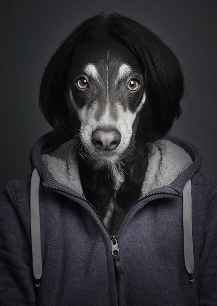 Швейцарский фотограф и дизайнер Себастьян Манани (Sebastian Magnani) создал серию забавных собачьих фото, которые больше похожи на классические человеческие портреты, чем на фотографии животных. Каждая собака на них имеет свою ярко выраженную индивидуальность, можно даже сказать – личность. Посмотрите сами.