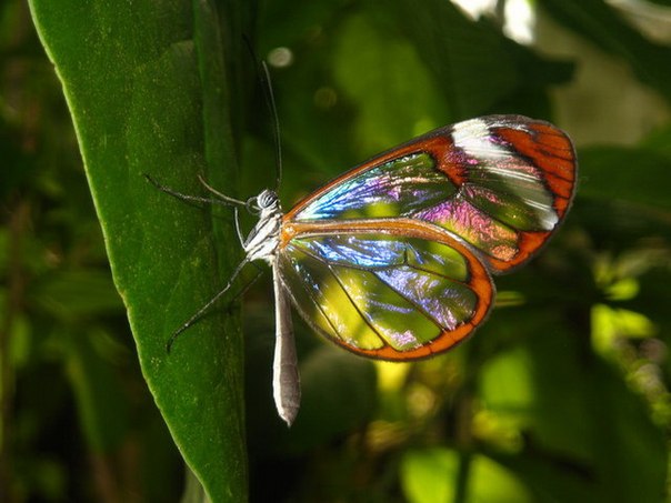 Бабочка Greta oto с прозрачными крыльями 