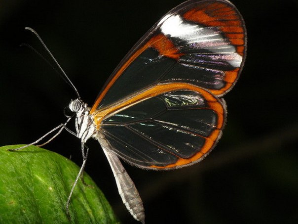 Бабочка Greta oto с прозрачными крыльями 