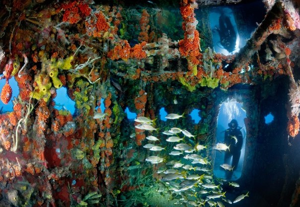 Затонувший корабль в Ки Ларго. Облепленный кораллами и губками, мостик судна береговой охраны США привлекает косяки малоротов… и дайверов. Судно было затоплено в 1987 году у берегов Ки Ларго для создания этого искусственного рифа на глубине 36 метров. 