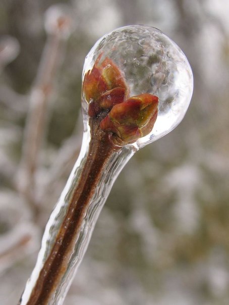 Самые красивые фотографии морозной зимы