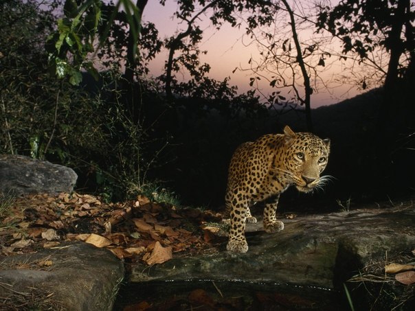 Леопард, Индия