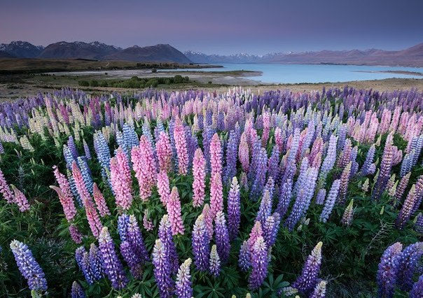 В декабре у озера Текапо на Южном острове Новой Зеландии зацветают люпины, превращая берега в красочные цветочные поляны. 