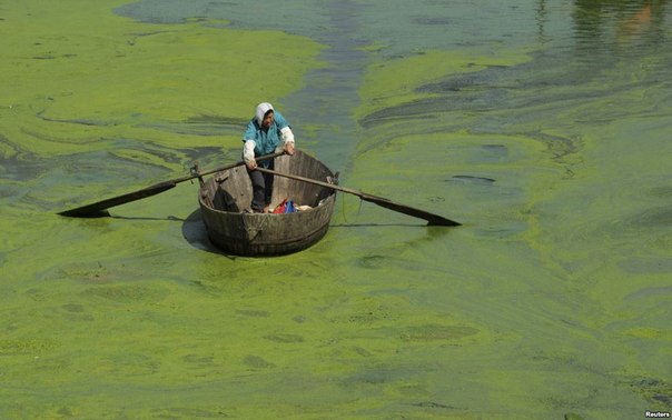 Рыбак плывёт на лодке по заросшему сине-зелёными водорослями озеру Чаоху в Хэфэе, Китай.