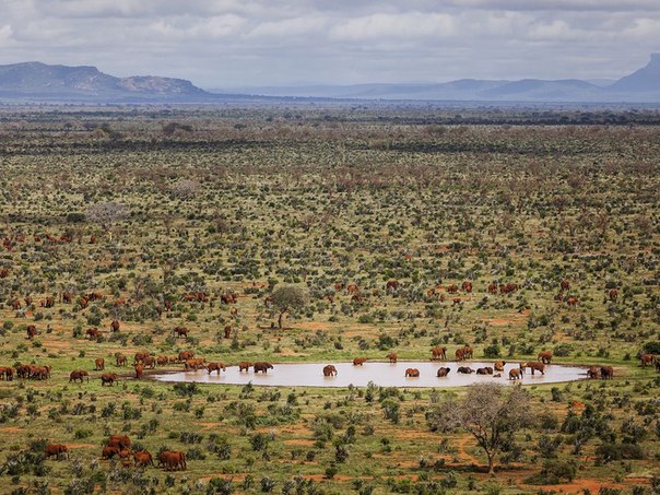 Красные слоны, Кения, Африка.
