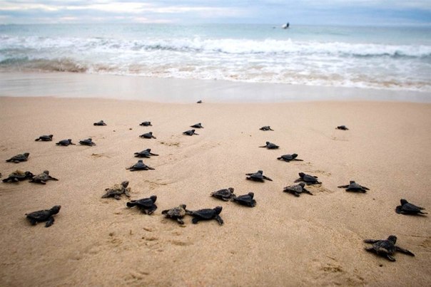 Детеныши морской черепахи, отпущенные на волю в рамках кампании по сохранению морских черепах, ползут к воде по пляжу Lampuuk в Aceh Besar, Индонезия. Браконьеры охотятся за мясом, жиром, панцирем и яйцами морских черепах.