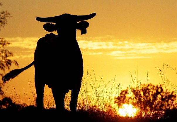 Крупный рогатый скот уводят с пастбища на закате, США.