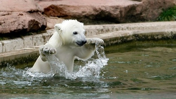 Белый медвежонок в Берлинском зоопарке.