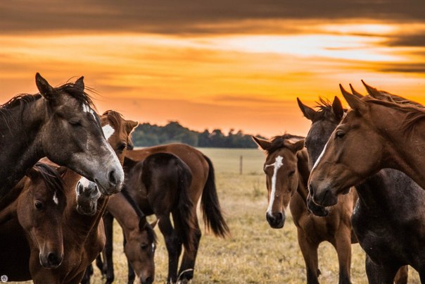 Табун лошадей на закате. Беларусь.