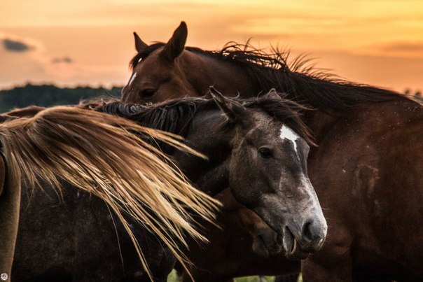 Табун лошадей на закате. Беларусь.