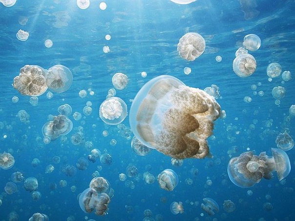 Озеро медуз в Тихом океане — это одно из удивительных мест нашей планеты. Здесь 10 миллионов разных медуз в одном небольшом озере. Медузы разного размера: от гиганта с баскетбольный мяч до маленькой штучки с вишню.