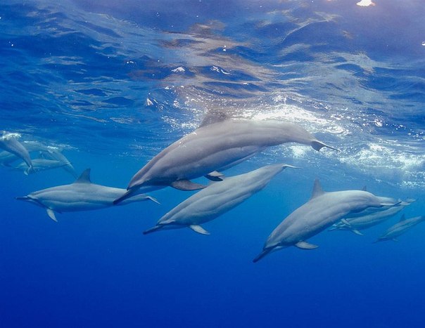 Дельфины на Гавайях.